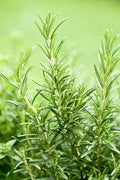Rosemary Plant Live in 4'' Pot, Well Rooted Rosemary Herb Plant for Planting Indoor Outdoor, 6-8 Inch Tall