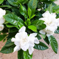 2 Cape Jasmine Plants Live, Frost Proof Gardenia Plant, 5 to 7 Inc Tall, Fragrant Flower Plant, Blooming Jasmine Plants