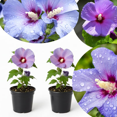 Blue Pink Hibiscus Plants Live 5-9" in Tall, Hardy Hibiscus Tree Live Plant Year-Round Blooming, No Pot, Outdoor Perennial Planting