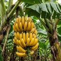 Basjoo Banana Live Plant, 4-7 Inch Tall, Banana Fruit Plant, Tropical Fruit Tree in Garden, No Pot