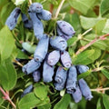 2 Live Haskap Honeyberry Plant 4–8" Tall, Hardy Blue Honeyberry Plant, Edible Berry Shrub for Garden and Landscape, No Pot