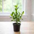 Bay Leaf Tree, Live Laurus Nobilis Plant in 4” Pot, 8-10" Sweet Bay Laurel Herb for Container or Garden Planting