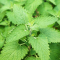 Set 4 Catnip Plants, 4-6 Inch Tall Live Catnip Starter Herbs, Easy to Grow Indoor Outdoor Herb Garden Plant, Plant in Soil, No Pot