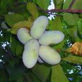 Pawpaw Live Plant, Home Garden Fruit Tree, 8-12 Inch Tall