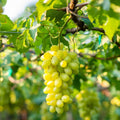 Grape Vine, Grape Plant Live 1-2 Years Old, Sweet Grape Fruit Tree, Very Cold Hardy (Yellow Green Grape)