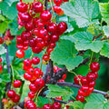 Red Currant Bush Live, Red Currant Plant Live 5-9 Inch Tall, Currant Berry Fruit Tree Well Rooted