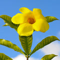 Yellow Mandevilla Live Plant, Climbing Mandevilla Plant, 5 to 7 Inches Tall Starter Plants, Well Rooted for Planting Outdoor Garden