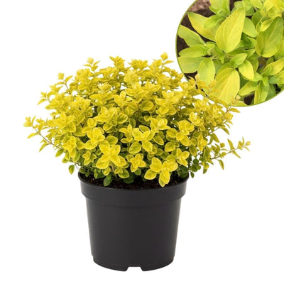 Golden Oregano Live Plant 3" Pot, Golden Oregano Leaf Plant, Fragrant Herb Seedlings Grow Indoor Outdoor