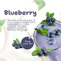 Blueberry Bushes Plant Live, Northern Highbush Blueberry Plants Live for Planting, Edible Blueberries Seelings from 4 to 7 Inches Tall, 4 Inches Pot
