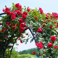 Climbing Roses Live Plant, Climbing Rose Plant Live, 5 to 7'' Tall, Fragrant Flower Bush Plants for Gardening (Don Juan)