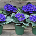 Dark Blue African Violet Plants Live in Pot, Flowering Violets Indoor Outdoor Blooming, Vibrant Color Houseplant Décor Year-Round