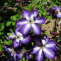 Purple White Clematis Live Plant in 2.5" Pot, Flowering Climbing Clematis Vine Starter for Outdoor Garden and Trellis, Well Rooted