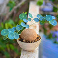 Stephania Cephalantha Caudex Plant Live, Medium Stephania Succulents Houseplant 2-2.5 Inch, Perennial and Cold Hardy