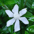 2 Frostproof White Jasmine Plants Live, Gardenia Plant Indoor Outdoor, Very Fragrant, 4 to 7 Inc Tall Live Jasmine Stree Plant, Hardy Zones 7-10