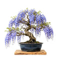 Blue Wisteria Tree Live Plant Well Rooted in 4 Inch Pot, Fragrant Wisteria Flowers for Outdoor Planting, 4 to 7 Inches Height