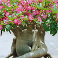 Desert Rose Plant Live, Pink Adenium Desert Rose Plant, 5 to 7 Inches Long, Cactus Succulent Plant Perennial Flowering