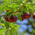 Cherry Plum Live Plant, 2-3 Ft Tall