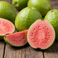 Guava Tree Live Plant 6-9” Tall, Tropical Guava Seedling for Garden and Container Growing (Pink Guava)