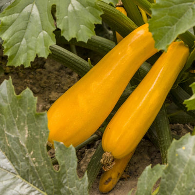 Yellow Zucchini Squash Live Plants, Squash Vegetable Plants Live for Home Garden Plant, from 4'' in Height