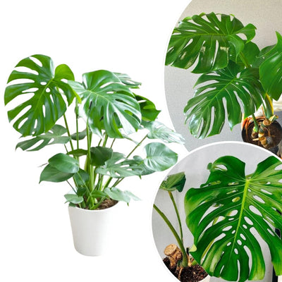 Monstera Live Plant, Swiss Cheese Plant Live for Indoor Outdoor Use, Garden and Landscaping 5-7 Inc Tall, 4 Inch Pot