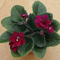Red African Violet Plant Live, 4 Inch Pot, Indoor Flowering Plant
