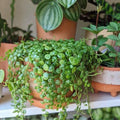 String of Turtles Plant in 3 Inch Pot, Live Succulent Tralling Vine, Indoor Gardens Planting
