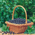 Black Currant Bush Live Plant, Black Currant Plant Live to Grow 5-9 Inch Height, Sweet Currant Berry Fruit Plant