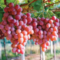 Red Grape Plant Live for Planting, Red Seedless Grape Vine Sweet Grape Fruits 1 to 2 Years Old, 5-9" Tall, No Pot