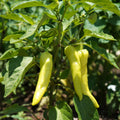 2PPP Yellow Banana Pepper Plants Live, Pepper Plants, 4-7'' Tall