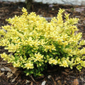 Glow Holly Plant Live in 4 Inch Pot, Japanese Holly Bush Live Plant for Planting, Winterberry Holly Shrub