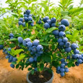 Fast-Growing Blueberry Plant Live for Planting, Blueberry Bushes for Planting, 4"-7" Cold Hardy Blueberries Southern Highbush