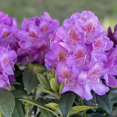 1-2 Feet Rhododendron Plants Live Bush Shrubs in 1 Gallon Pot for Planting, Azalea Bush Ready Plant, Live Rhododendron Plant Azalea (Light Purple)