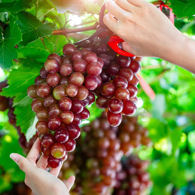 Red Grape Plant Live for Planting, Red Seedless Grape Vine Sweet Grape Fruits 1 to 2 Years Old, 5-9" Tall, No Pot