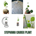 2"-2.5" Stephania Cephalantha Plant Caudex, Rare Succulent with No Hair Roots, Already Sprouts, 4.5-6 Cm Wide Caudex for Planting,Home Decor, Houseplant, Cold Hardy