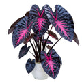 2 Colocasia Live Plants, Alocasia Elephant Ear Live Plant for Growing, 4-6" Tall, Cold Hardy, Indoor Outdoor Planting (Black Red)