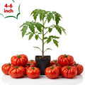 Beefsteak Tomato Live Plants, 2 Plant Per Pot 5-8" Tall