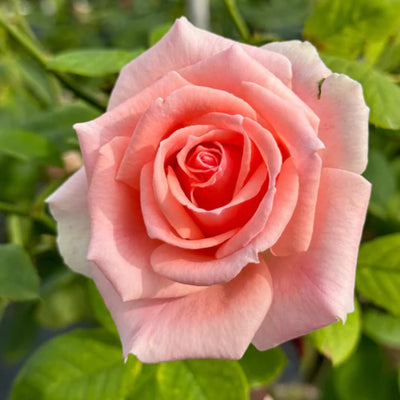 Pearly Gates Peachy Climbing Rose Live Plant, Can Grow As Rose Bushes Shrubs, Fragrant Ready to Plant, Starter Size, 5 to 10 Inc Tall, Dormant in Winter