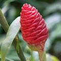 5 Shampoo Ginger Rhizomes, Live Awapuhi Ginger Roots for Planting, Zingiber Zerumbet Pinecone Ginger