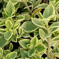 Variegated Baby Sun Rose, Pink Ice Plant 2 Inch Pot, Rare Succulent for Planting Indoor Outdoor