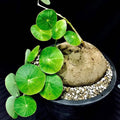 Rare Stephania Cephalantha Caudex Plant Live, Size Root 2.5-3.5 Inch Succulent Live Plant for Home or Office Indoor Growing