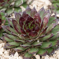 1 Hens and Chicks Succulent Plants Live in 2.5 Inch Container, Hens & Chicks Plant Live Houseplant Home Garden