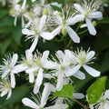 Small White Clematis Live Plant in 2.5" Pot, Flowering Climbing Clematis Vine Starter for Outdoor Garden and Trellis, Well Rooted