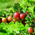 Gooseberry Plant Live for Planting, Gooseberry Bushes Live Plant 6 to 12 Inch Tall, Gooseberries Fruit