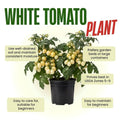 White Tomato Cherry Live Plant in 4 Inch Pot, Sweet Tomato Cherry Plants Live 8-10 Inch Tall, Seedling Vegetable Plant for Planting Outdoor Garden
