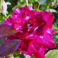 Climbing Roses Live Plant, Climbing Rose Plant Live, 5 to 7'' Tall, Fragrant Flower Bush Plants for Gardening (Purple Red)