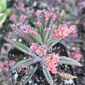 Kalanchoe Pink Butterfly, Pink Kalanchoe Plant Live in 2 Inches Pot, Mother of Thousands Variegated Succulent Live Houseplant