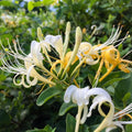 Honeysuckle Live Plant, Fragrant Honeysuckle Vines, Perennial Lonicera Bush for Outdoor Garden 3-6 Inches (Yellow)