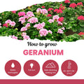 Salmon Geranium Plant in 4 Inch Pot, Flowering Geranium Starter Plant, Outdoor Patio, Balcony or Garden Container Plant