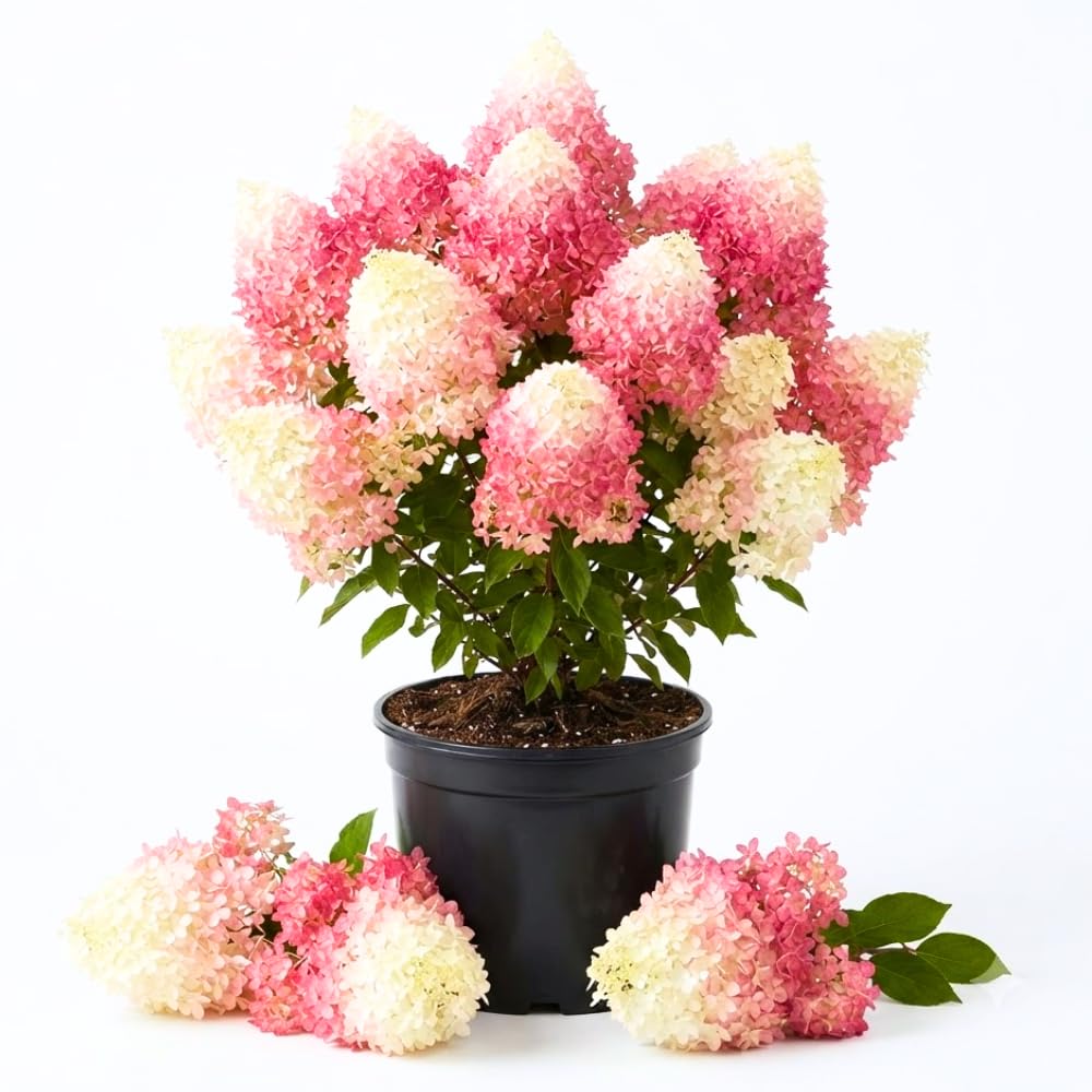 Pink White Hydrangea Plant Live, Garden Shrub, 7-12" Tall, in Pot