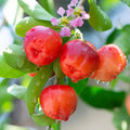 Barbados Cherry Tree Live Plant, Cherry Plant, Sweet Cherries Seedling in 4 Inches Pot, 4-7 Inches Tall, Indoor Outdoor Growing